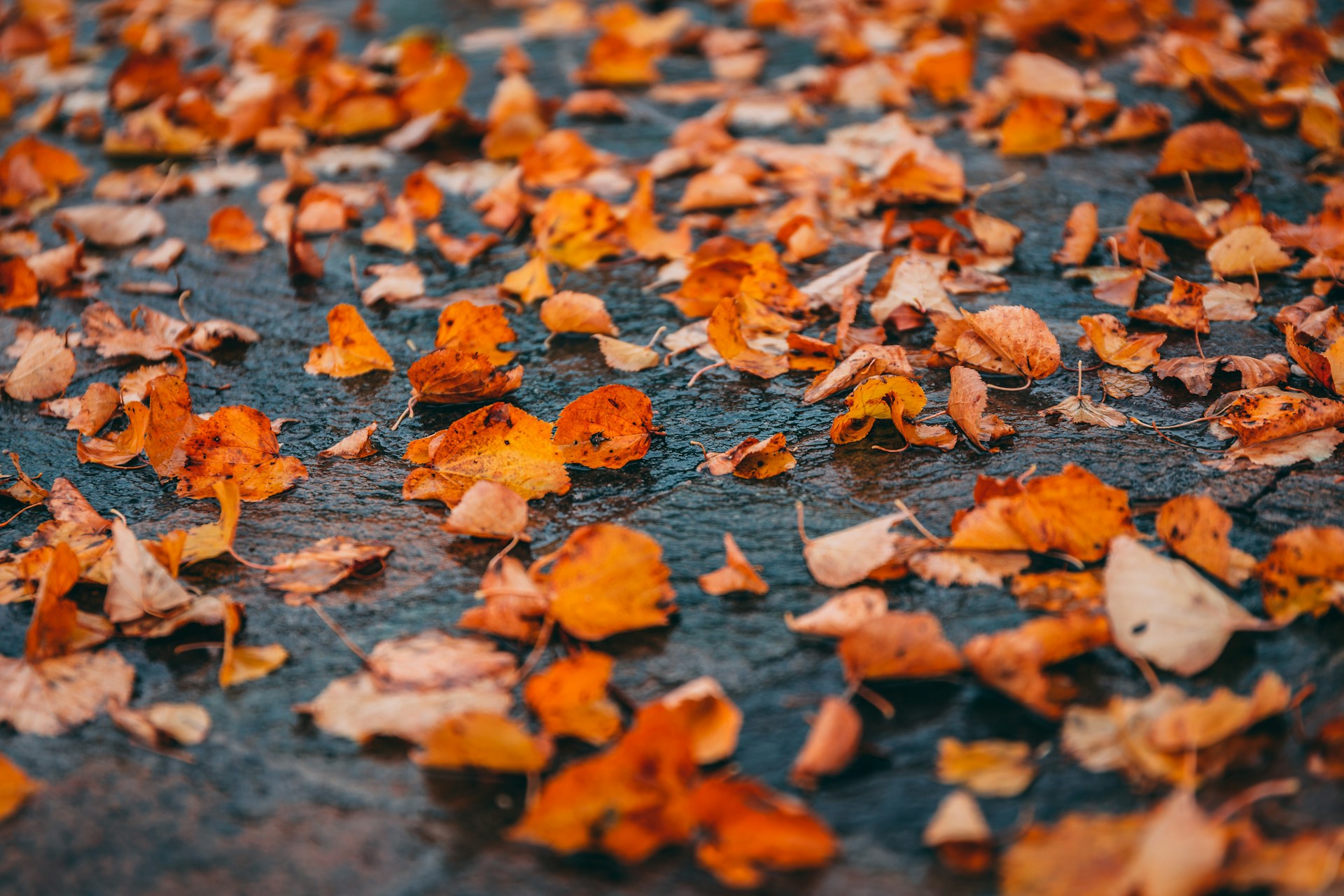 Autumn leaf removal service in Cheshire