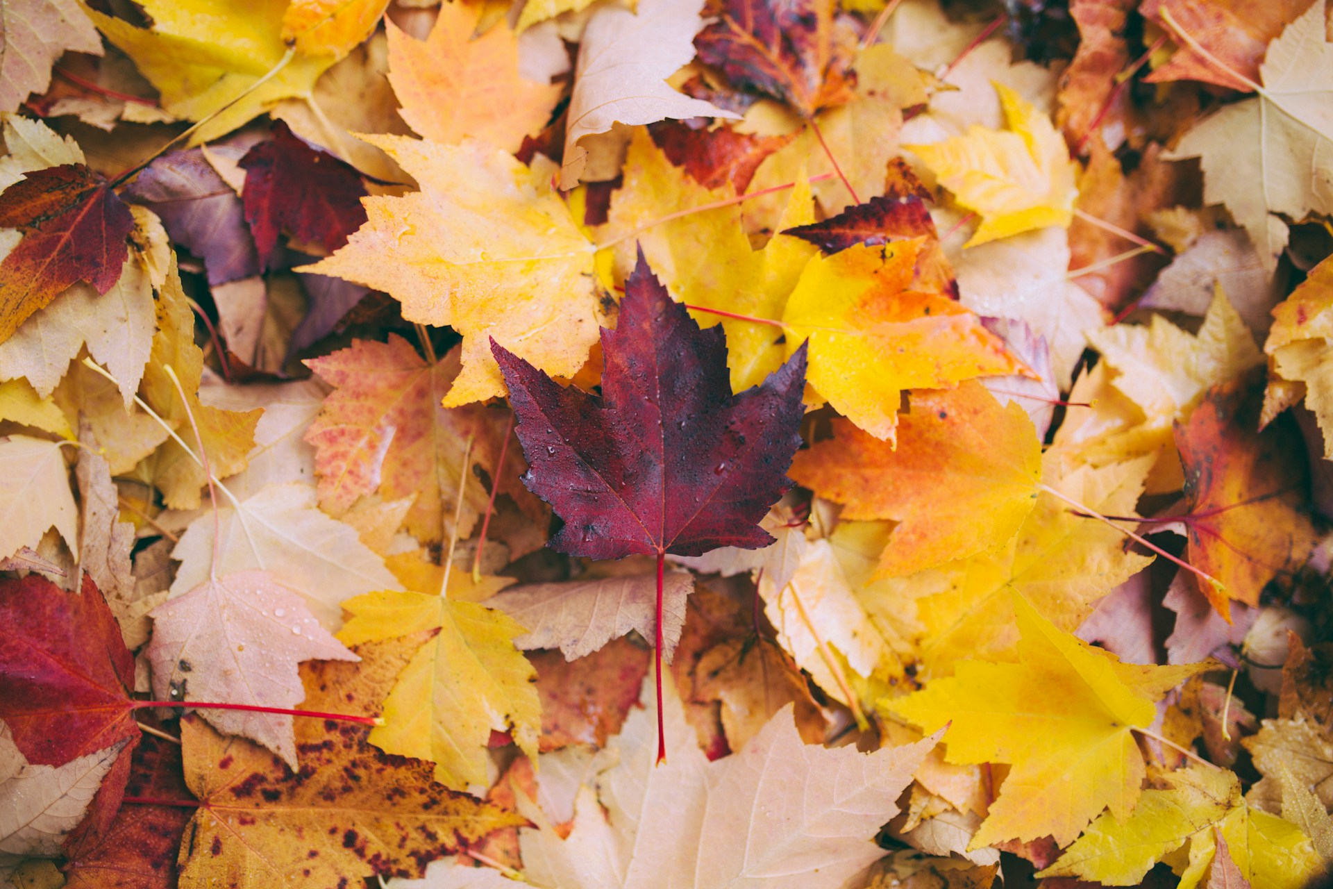Fallen autumn leaves covering a garden in Cheshire