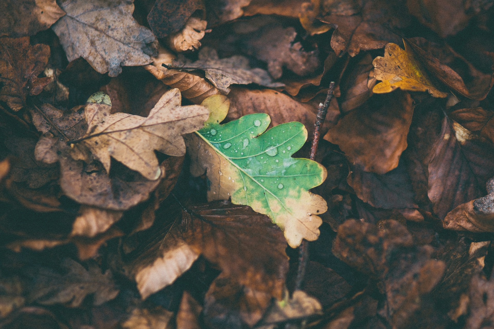 Professional leaf collection in a Cheshire garden
